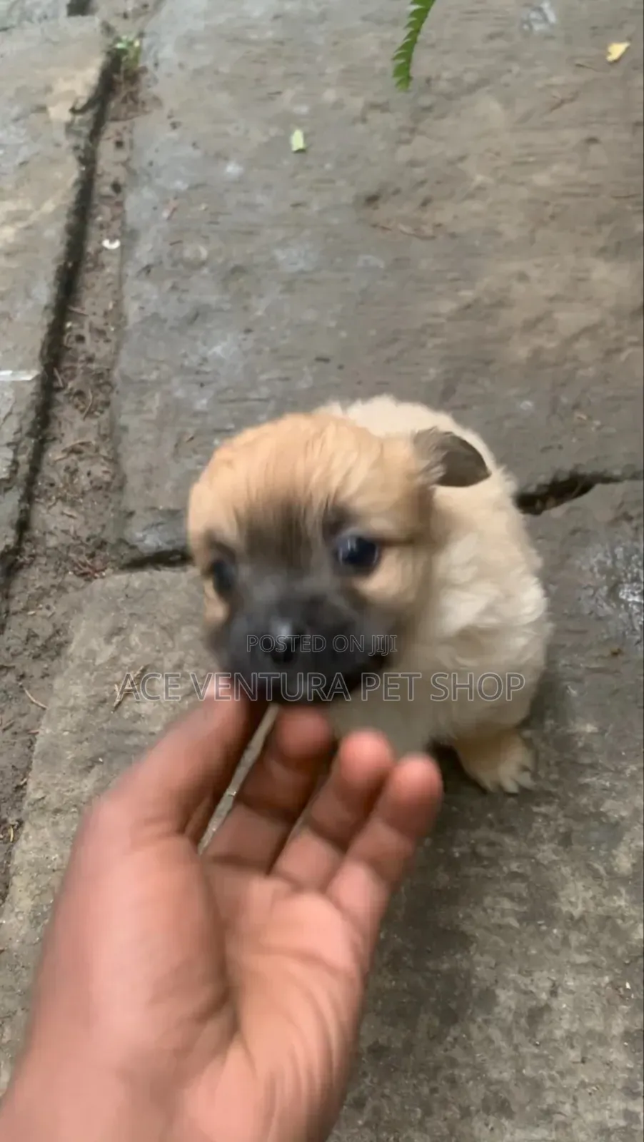 1-3 months Male Purebred Maltese