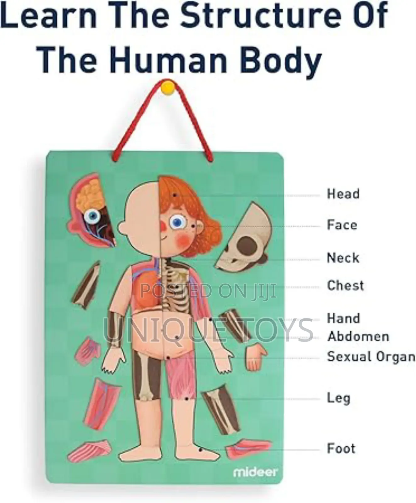 5-in-1 Human Body Magnetic Puzzle, 90 PCS