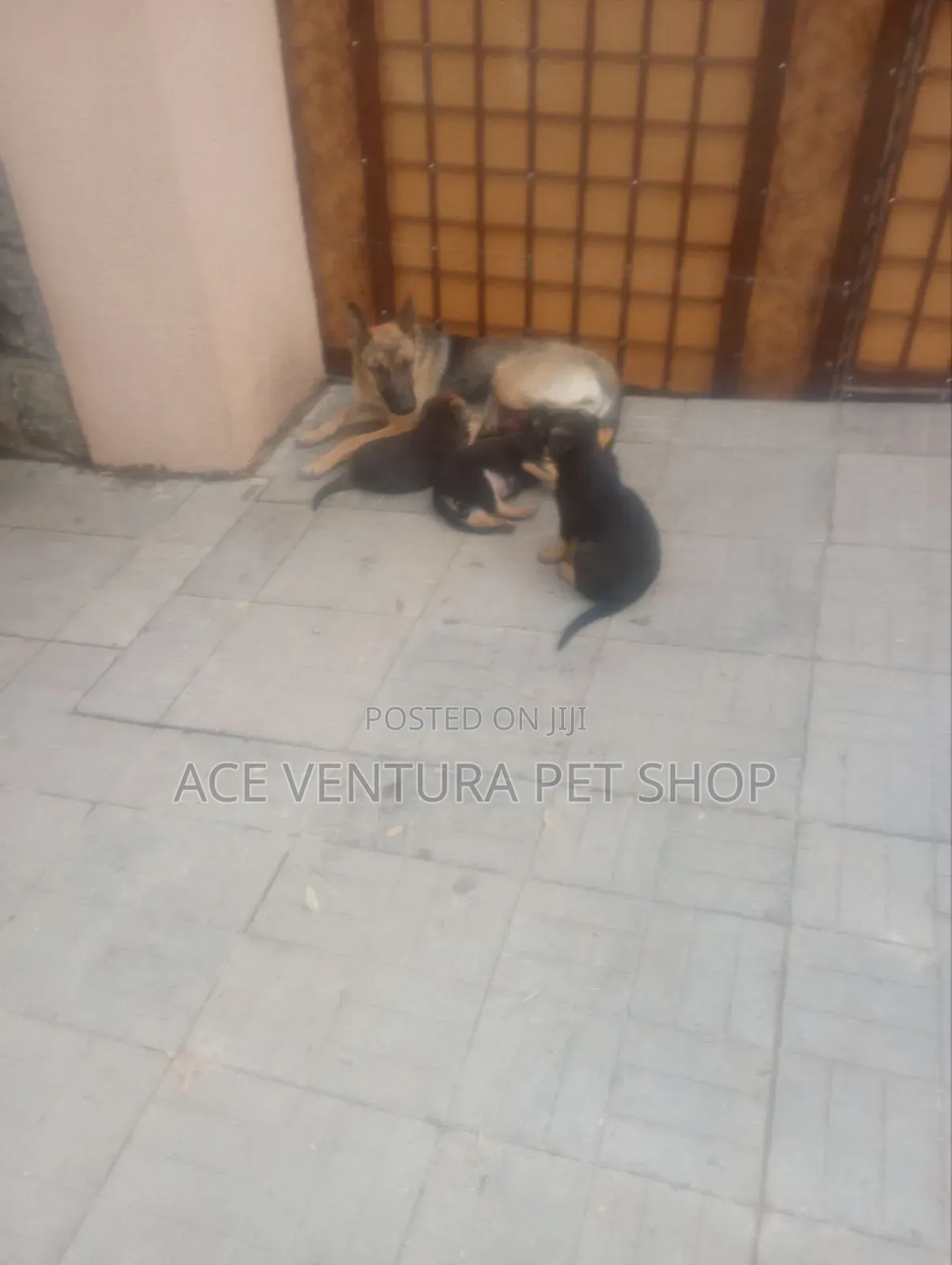 1-3 months Male Purebred German Shepherd