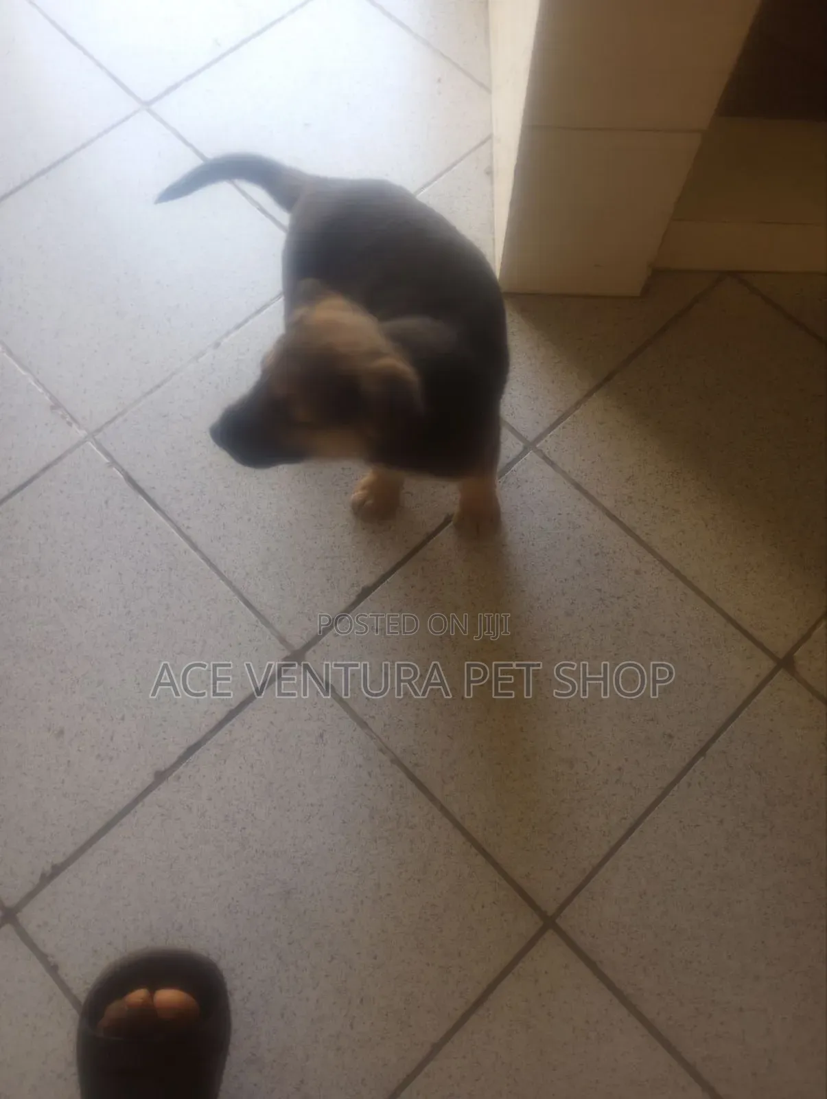 1-3 months Male Purebred German Shepherd