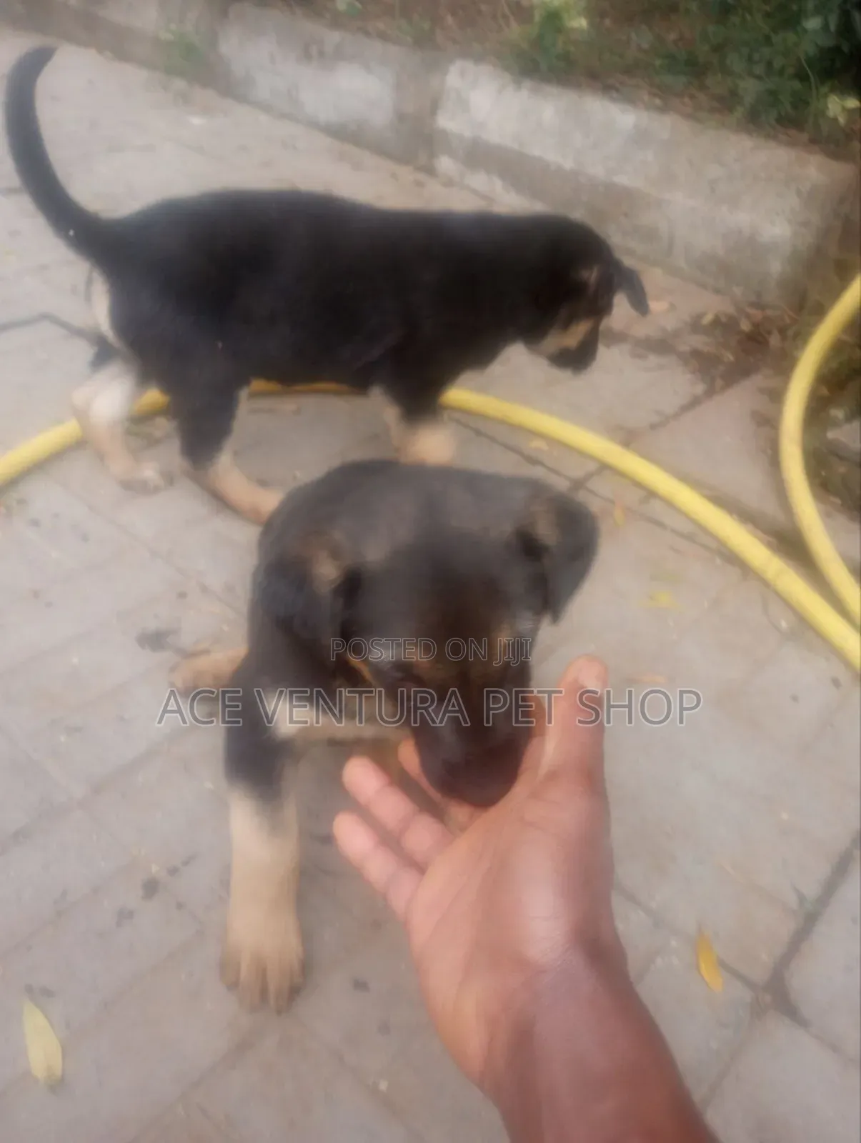 1-3 months Male Purebred German Shepherd