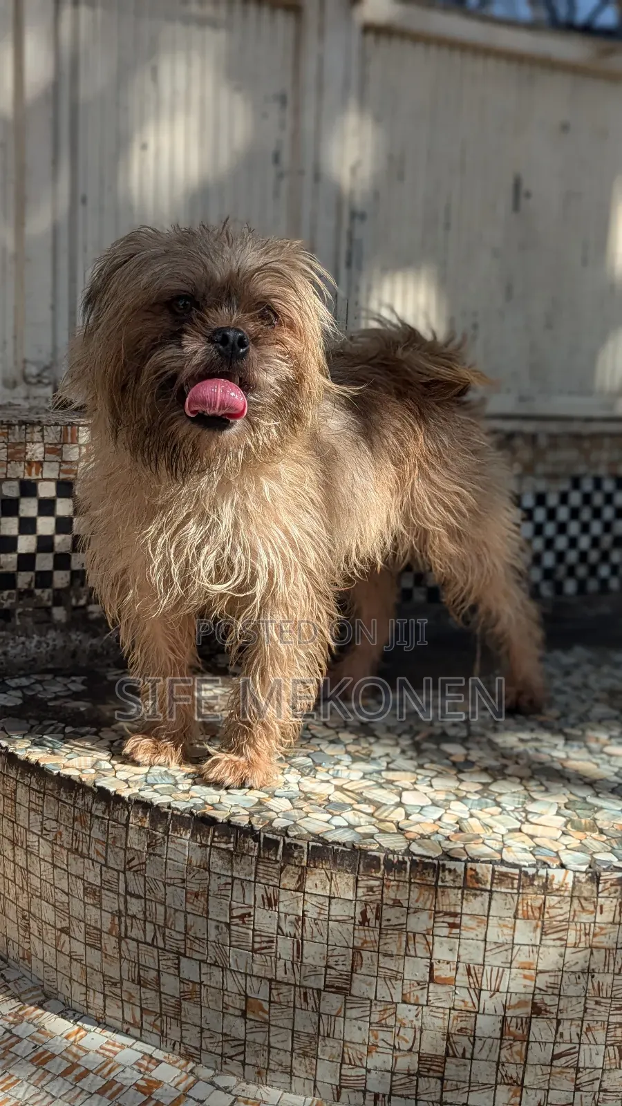 6-12 months Male Purebred Maltese