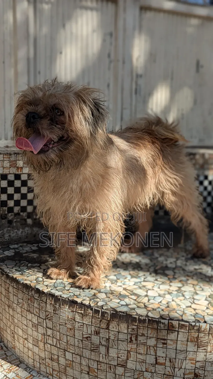 6-12 months Male Purebred Maltese