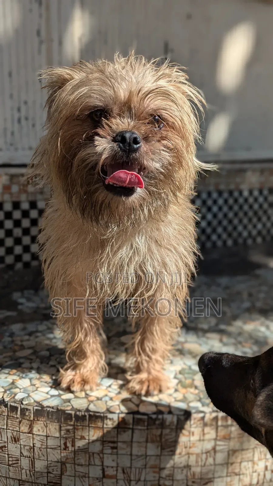 6-12 months Male Purebred Maltese