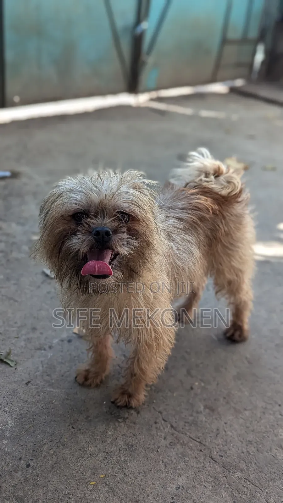 1-3 months Male Mixed Breed Maltese
