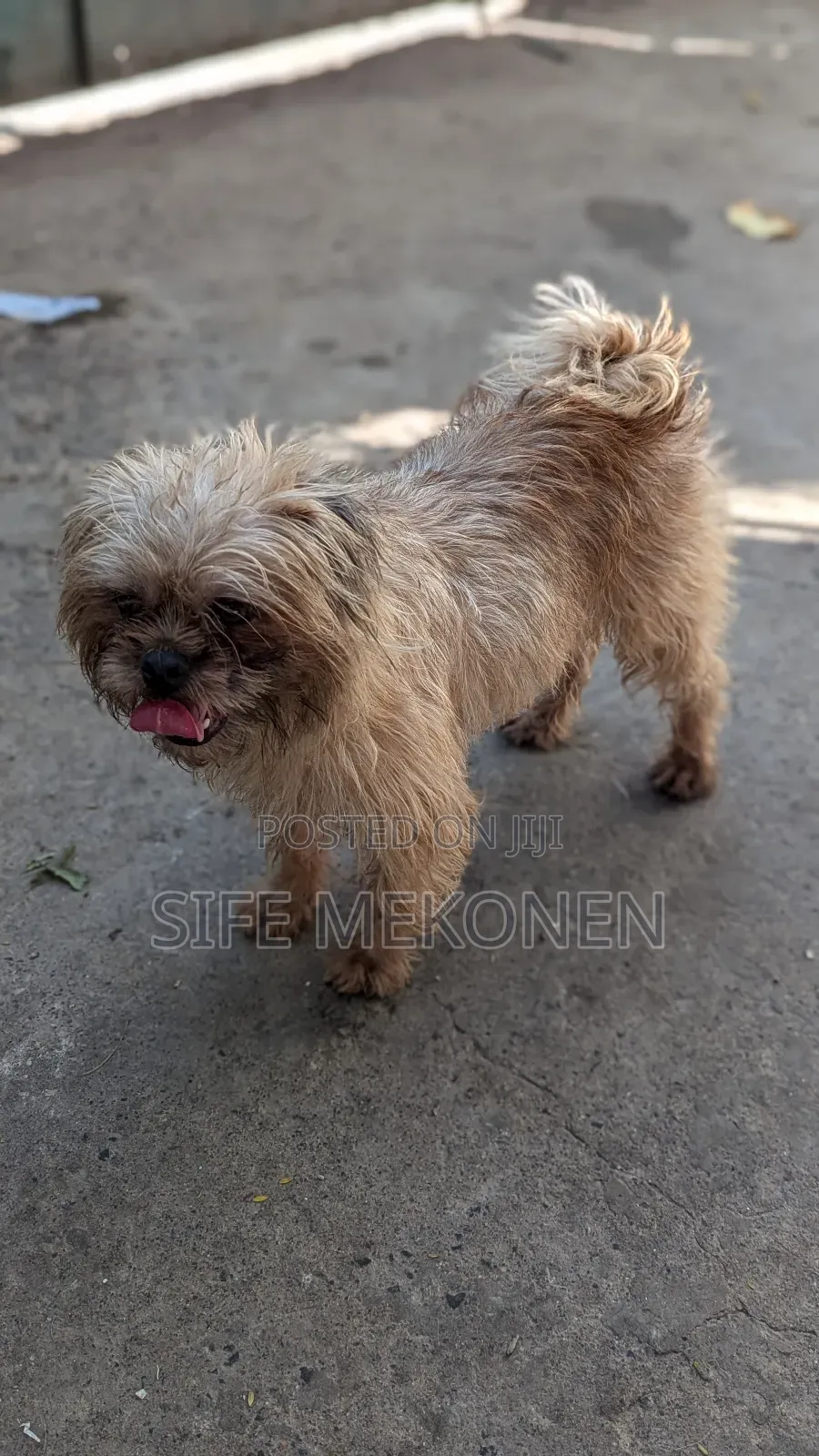 1-3 months Male Mixed Breed Maltese