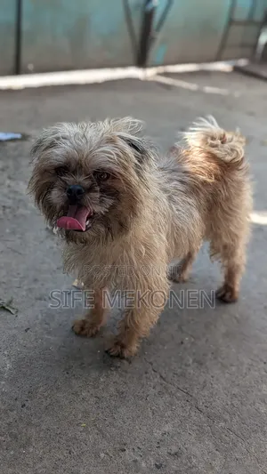 1-3 months Male Mixed Breed Maltese
