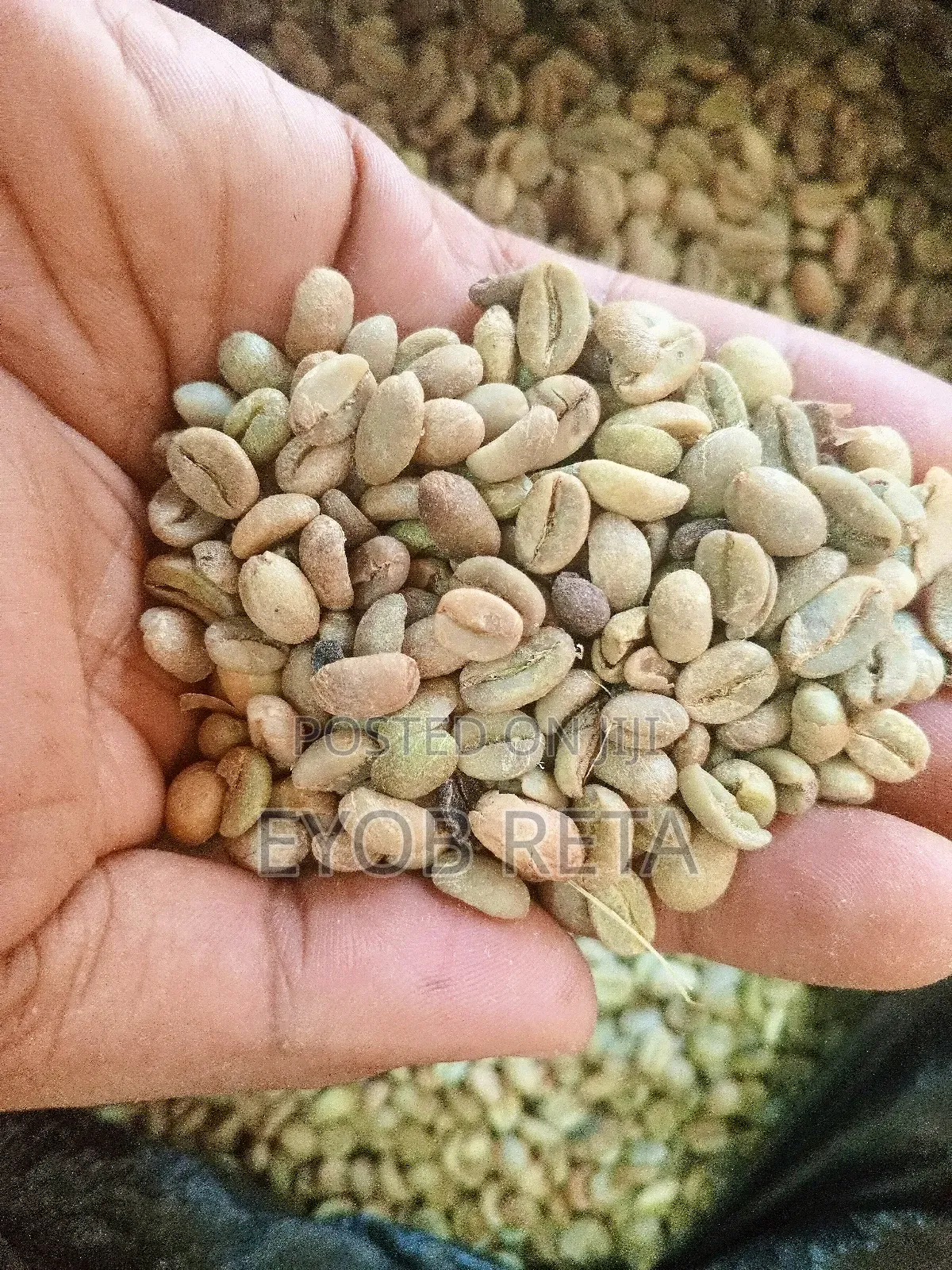 የጅማ ቡና Jimma Coffee