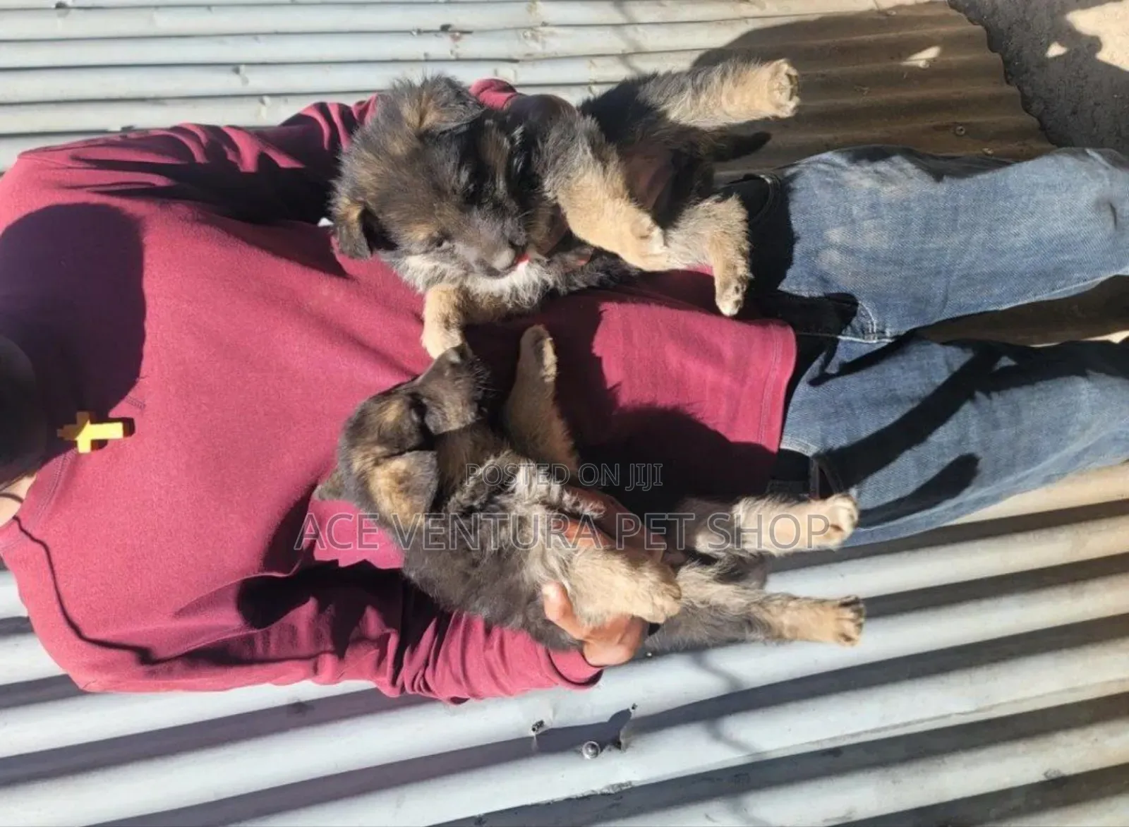 1-3 months Male Purebred German Shepherd