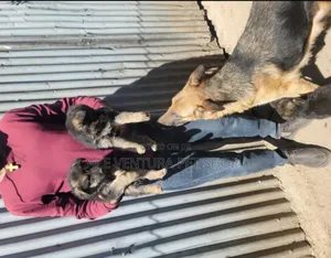 Photo - 1-3 months Male Purebred German Shepherd