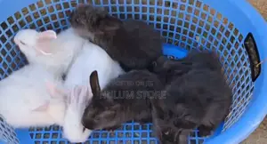 Photo - Rabbit for Home