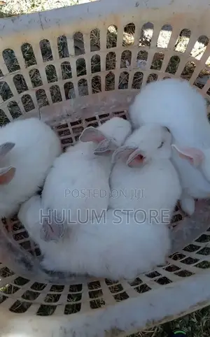 Photo - Rabbit for House