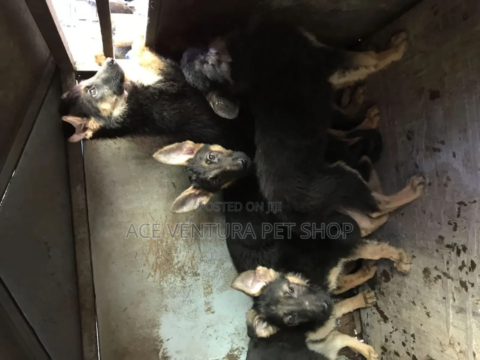 1-3 months Male Purebred German Shepherd