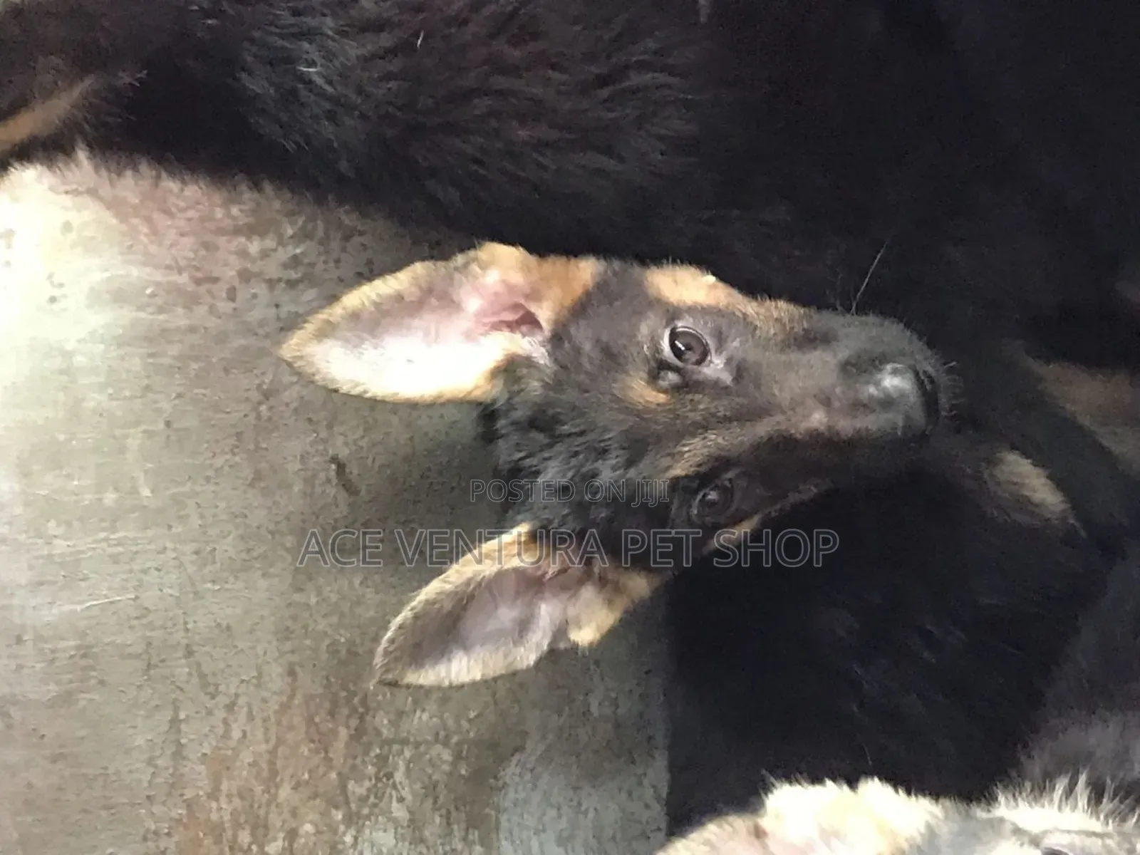 1-3 months Male Purebred German Shepherd