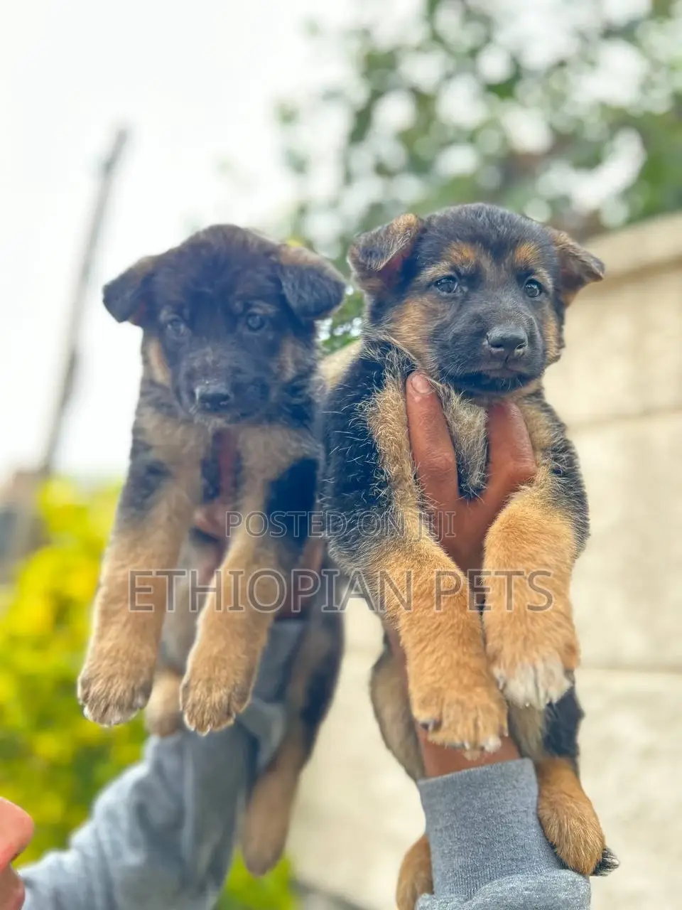 1-3 months Male Purebred German Shepherd