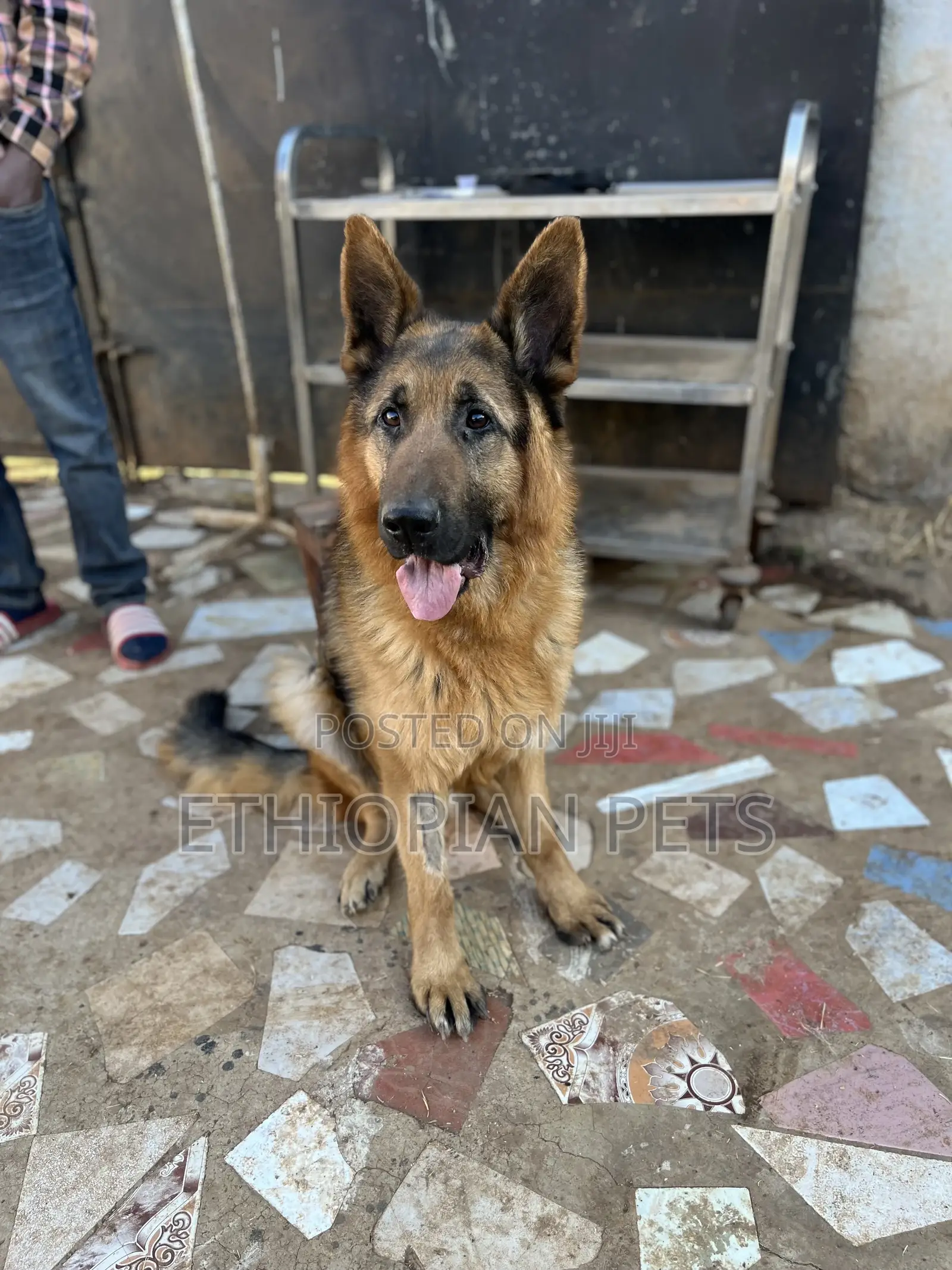 1-3 months Male Purebred German Shepherd