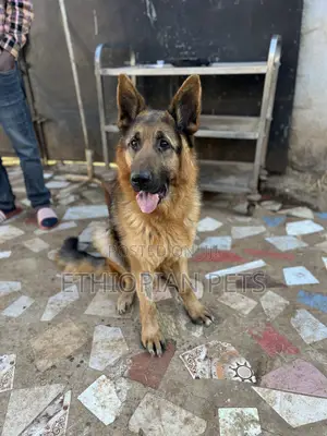 1-3 months Male Purebred German Shepherd