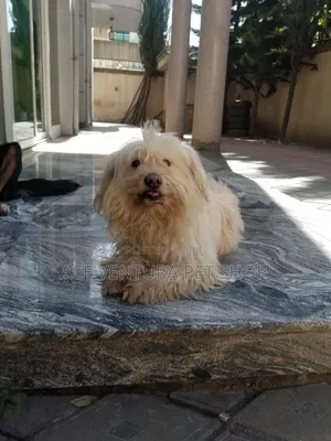 Photo - 1-3 months Male Purebred Maltese