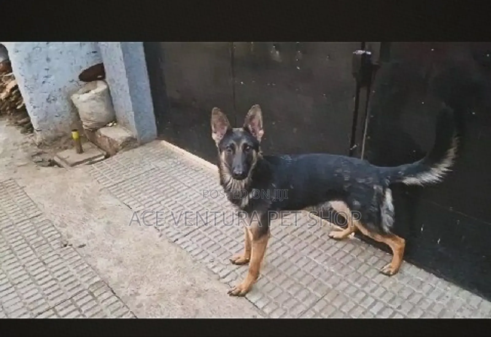 1-3 months Male Purebred German Shepherd