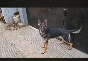 Photo - 1-3 months Male Purebred German Shepherd