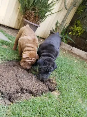 Photo - 1-3 months Male Purebred Bullmastiff