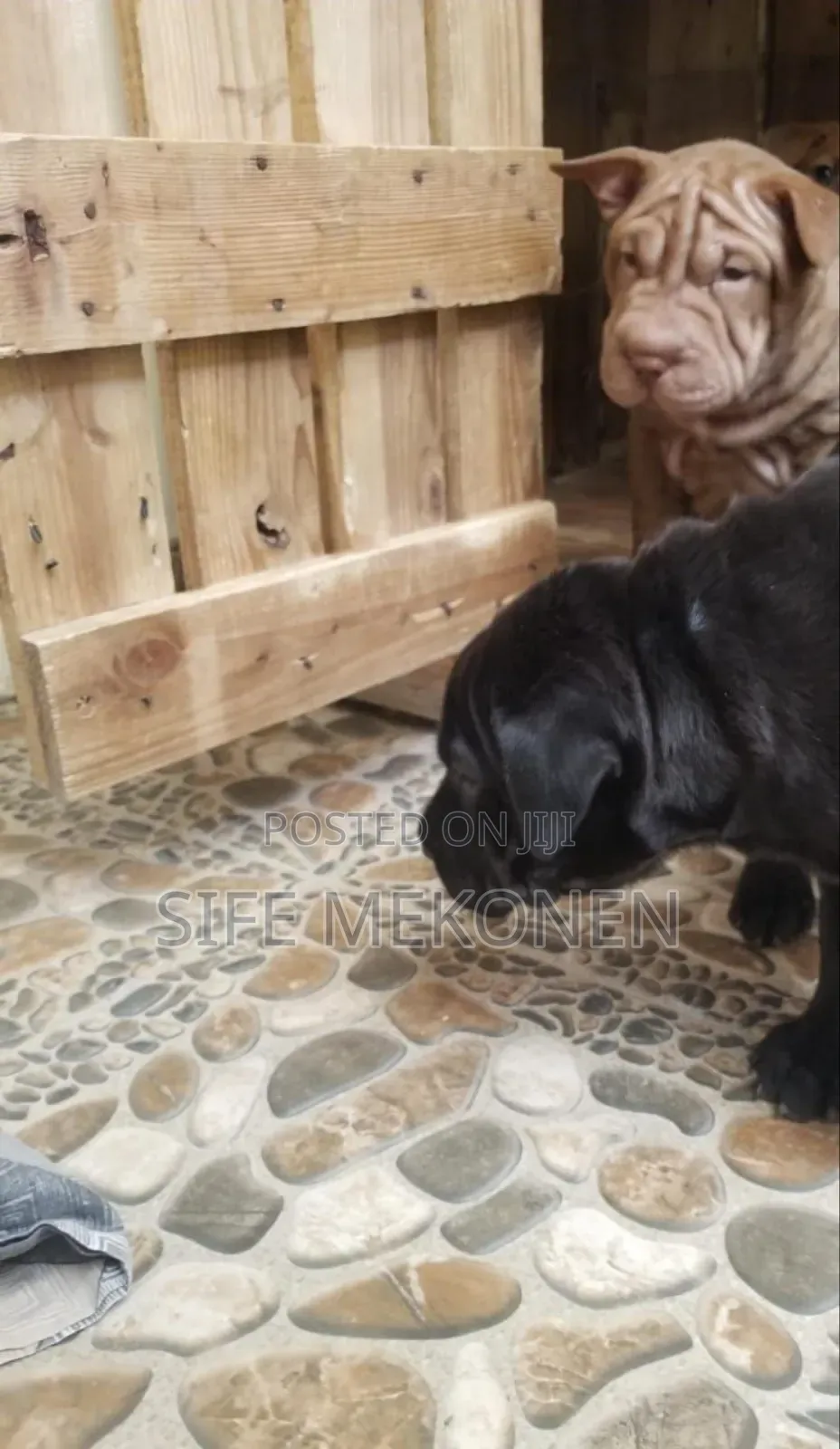 1-3 months Male Purebred Bullmastiff