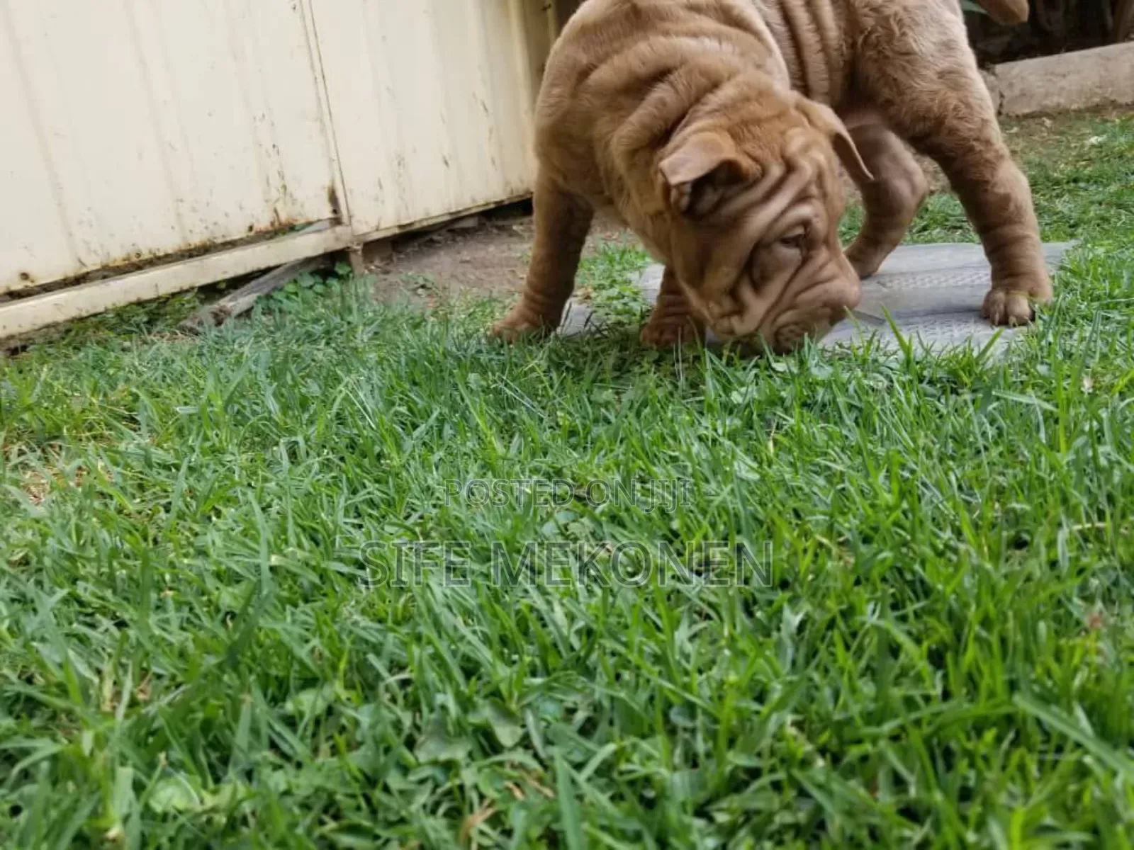 1-3 months Male Purebred Bullmastiff