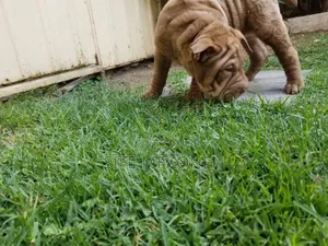 1-3 months Male Purebred Bullmastiff