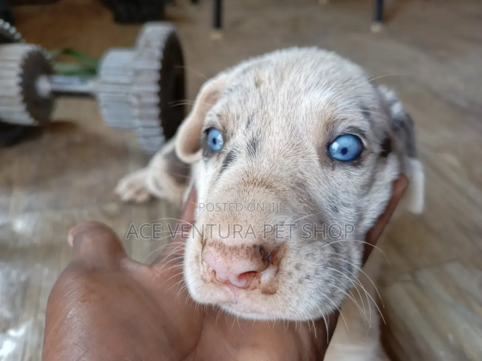 1-3 months Male Purebred Great Dane