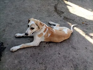 1-3 months Male Purebred Great Dane