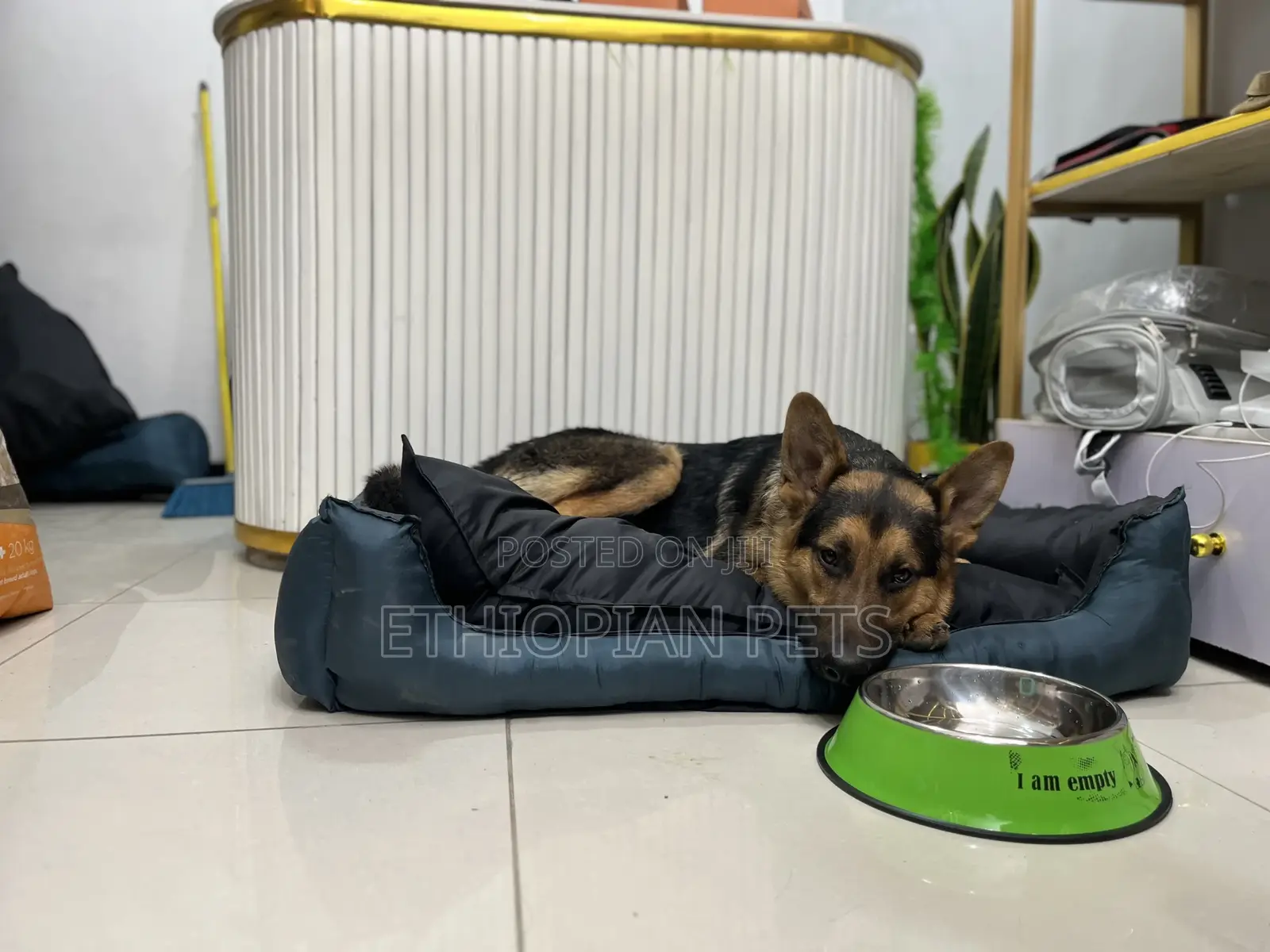 1-3 months Male Purebred German Shepherd