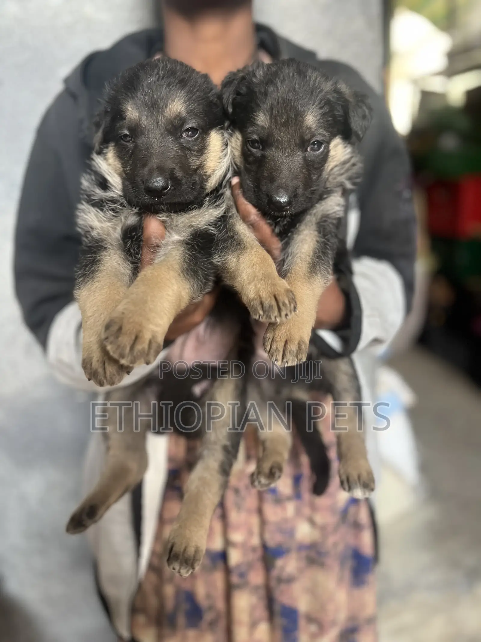 1-3 months Male Purebred German Shepherd