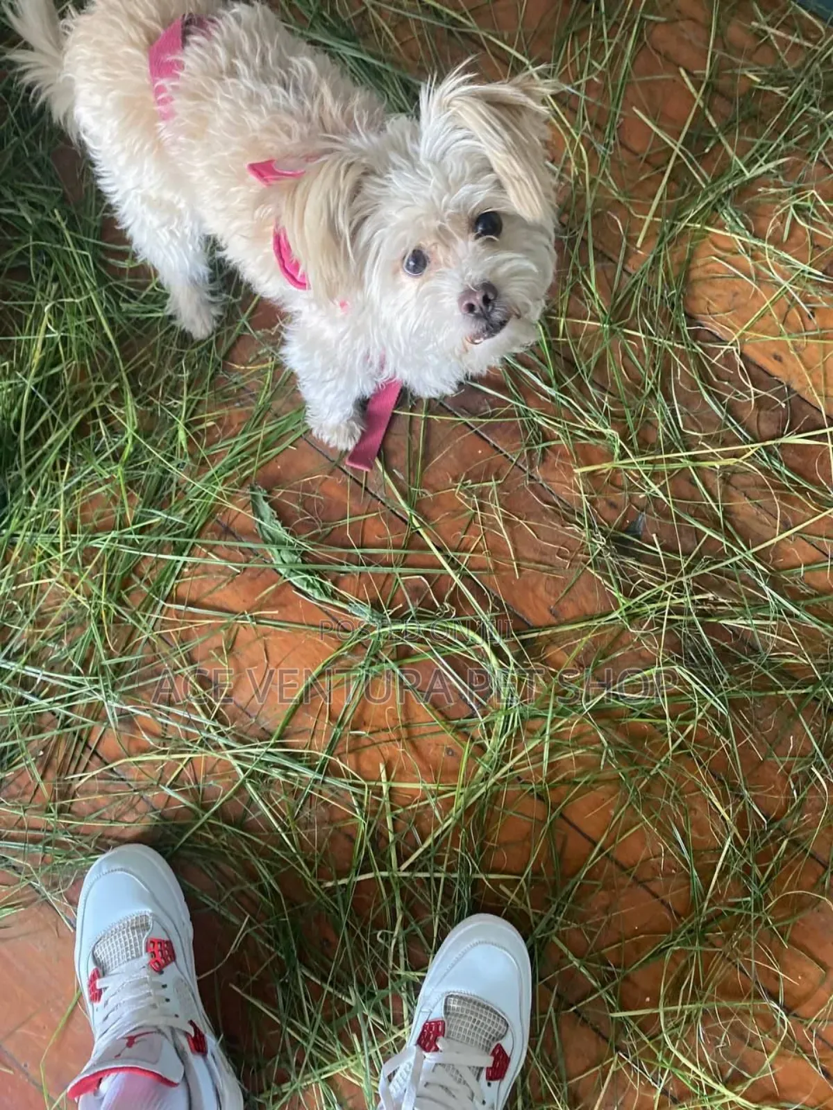 1-3 months Male Purebred Maltese