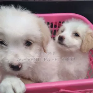 Photo - 1-3 months Male Purebred Maltese