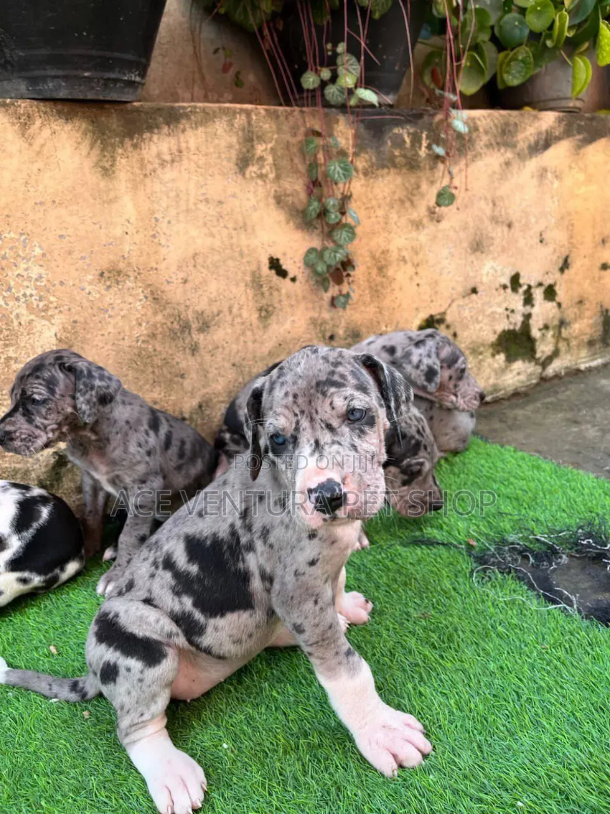1-3 months Male Purebred Great Dane