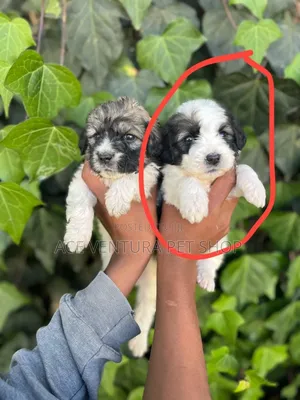 Photo - 1-3 months Female Purebred Maltese