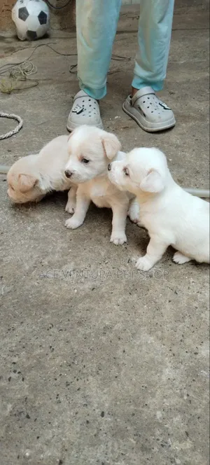 Photo - 1-3 months Male Purebred Maltese