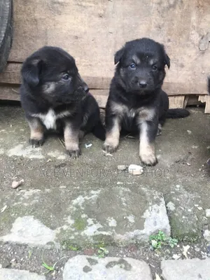 Photo - 1-3 months Male Purebred German Shepherd