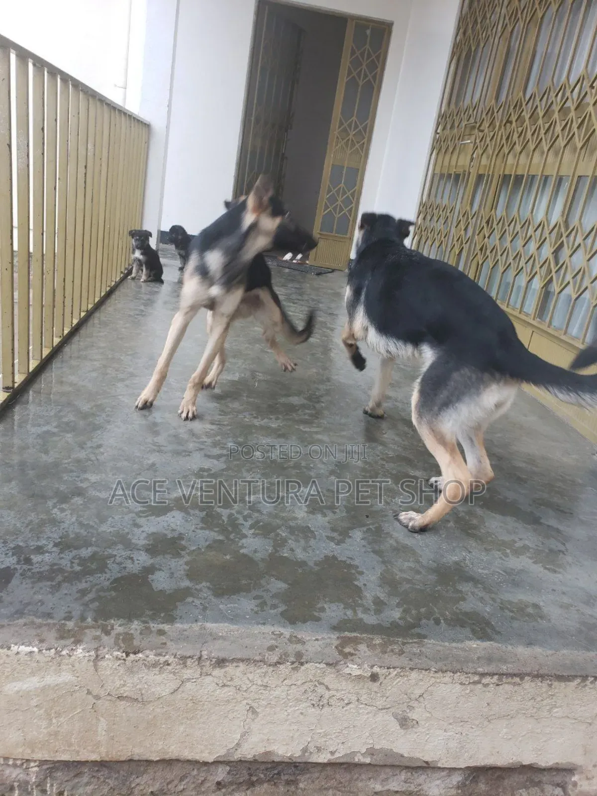 1-3 months Male Purebred German Shepherd