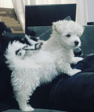 Photo - 1-3 months Male Purebred Maltese