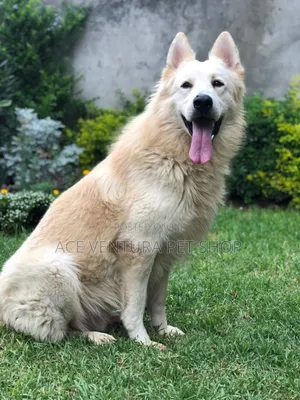 Photo - 1-3 months Male Purebred German Shepherd