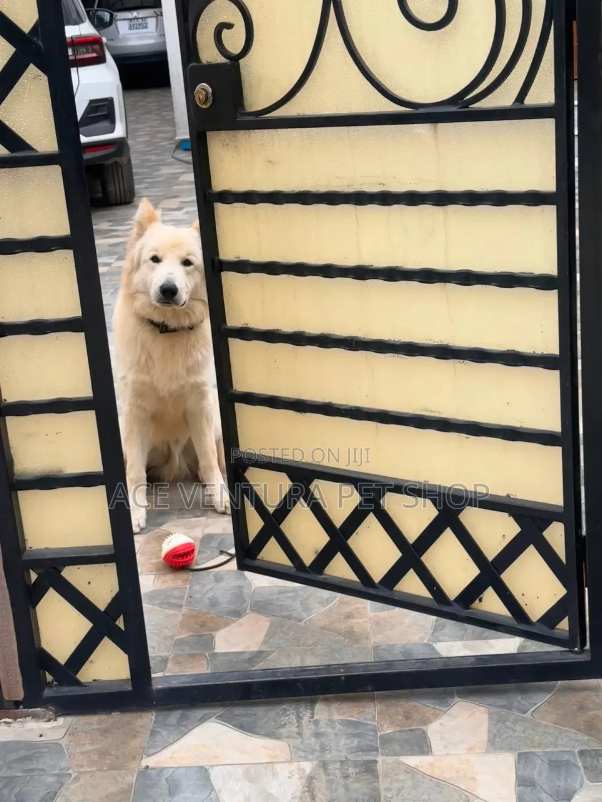 1-3 months Male Purebred German Shepherd