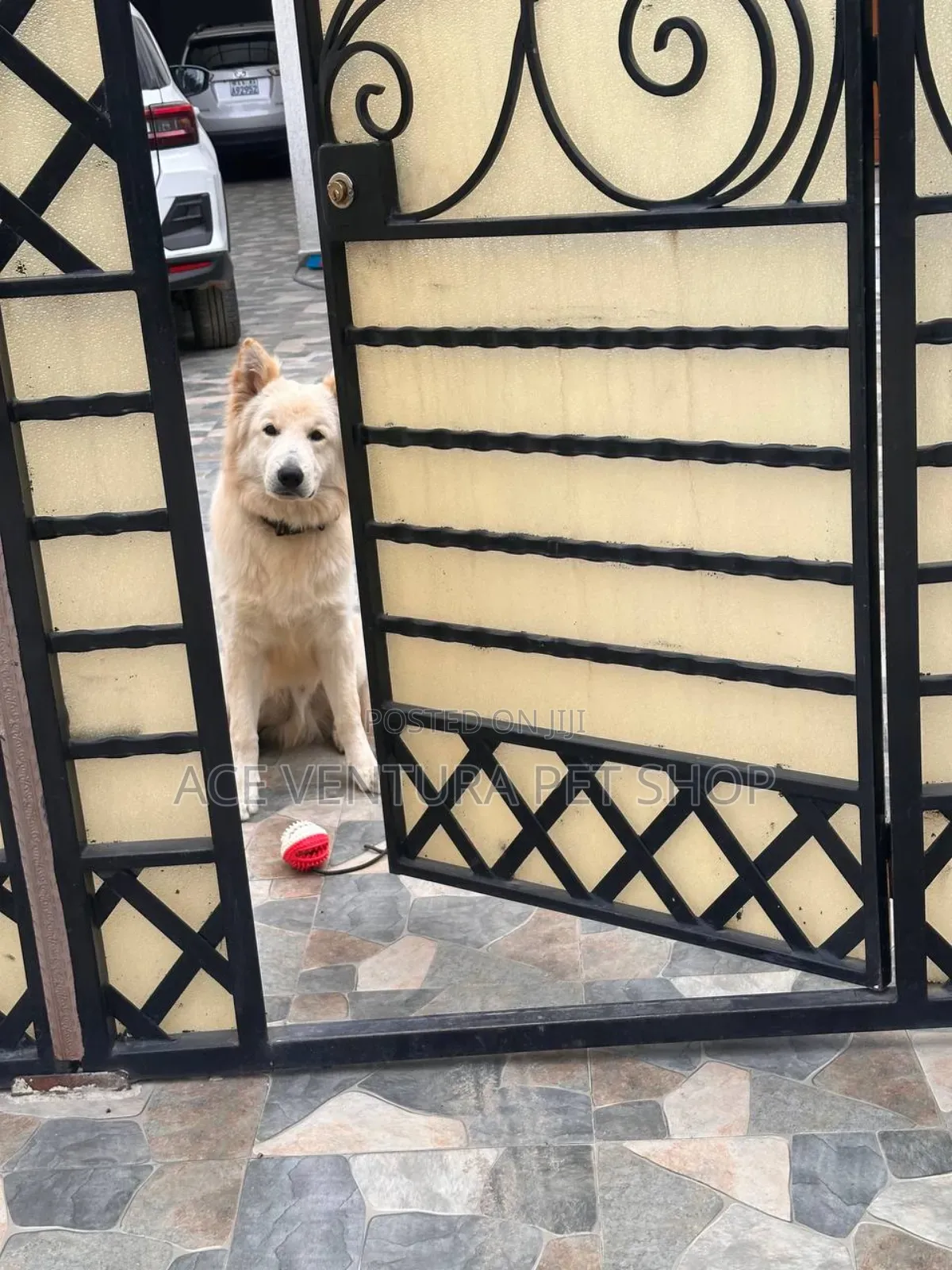 1-3 months Male Purebred German Shepherd