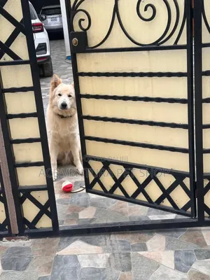 1-3 months Male Purebred German Shepherd