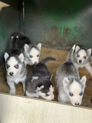 Photo - 1-3 months Male Purebred German Shepherd