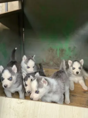 1-3 months Male Purebred German Shepherd