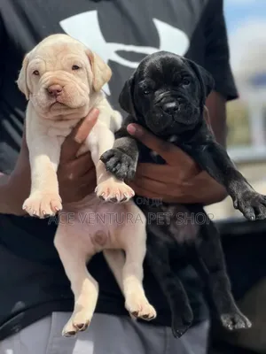 Photo - 1-3 months Male Purebred Bullmastiff