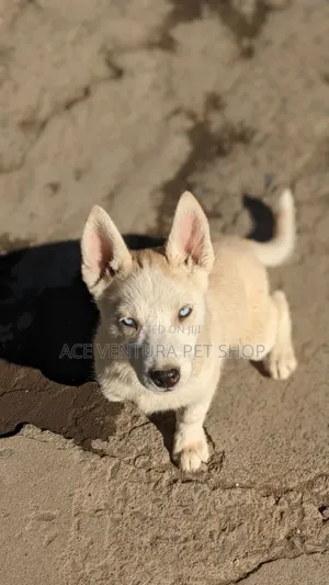 Photo - 1-3 months Male Purebred Siberian Husky