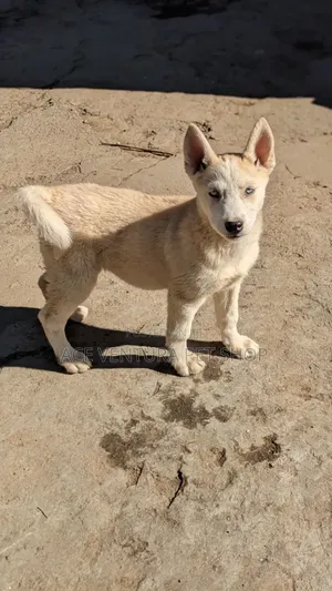 1-3 months Male Purebred Siberian Husky