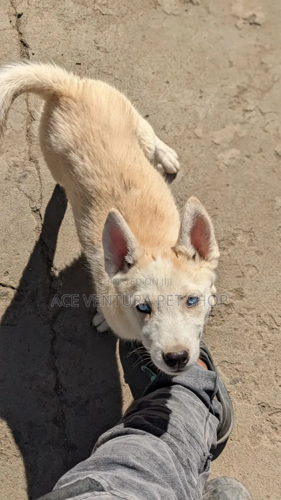 1-3 months Male Purebred Siberian Husky